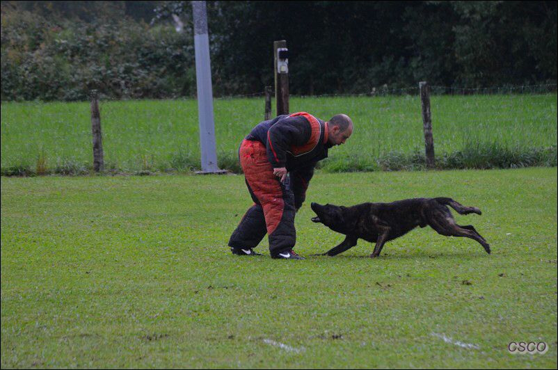 2013 annemasse Falko gaf1 (Copier).jpg